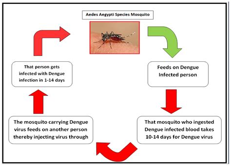 is dengue fever infectious